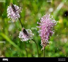 Attēlu rezultāti vaicājumam “Plantago media flower”