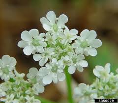 Attēlu rezultāti vaicājumam “Torilis japonica”