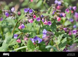 Image result for Lungenkraut