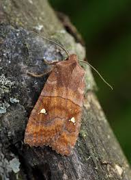 Attēlu rezultāti vaicājumam “Eupsilia transversa”