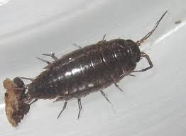 Attēlu rezultāti vaicājumam “Ligidium hypnorum”