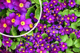 Attēlu rezultāti vaicājumam “Primula x margotae”