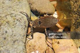 Attēlu rezultāti vaicājumam “Nepa cinerea imago”