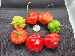 Afbeeldingsresultaat voor aji dulce sweet pepper