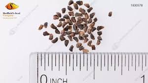 Attēlu rezultāti vaicājumam “Oenothera biennis fruit”