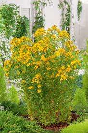 Image result for Johanniskraut