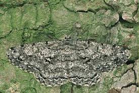 Attēlu rezultāti vaicājumam “Hypomecis roboraria”