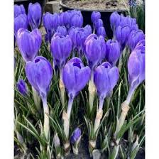 Attēlu rezultāti vaicājumam “Crocus tommasinianus”