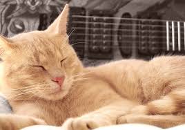 Image result for Cat sleeping in guitar