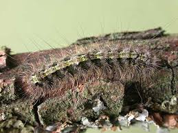 Attēlu rezultāti vaicājumam “Eilema depressa”