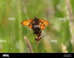 Attēlu rezultāti vaicājumam “Brenthis ino”