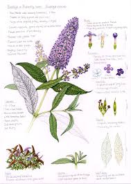 Image result for Buddleja davidii
