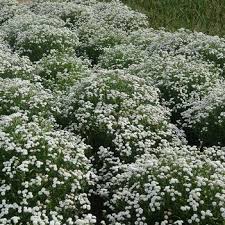 Image result for Achillea Ptarmica