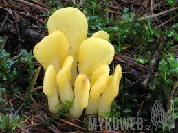 Attēlu rezultāti vaicājumam “Spathularia flavida”