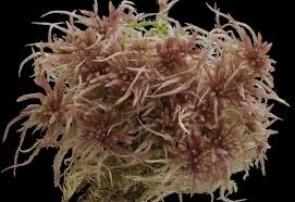 Attēlu rezultāti vaicājumam “Sphagnum rubellum”