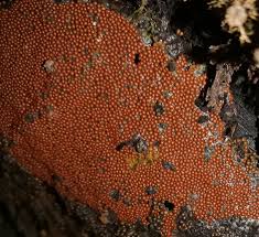 Attēlu rezultāti vaicājumam “Trichia scabra spores”