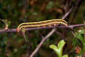 Attēlu rezultāti vaicājumam “Ceramica pisi”