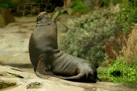 Image result for "scott liddell"