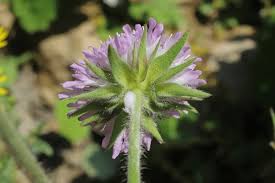 Attēlu rezultāti vaicājumam “Dipsacaceae”