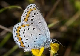 Attēlu rezultāti vaicājumam “Plebejus argyrognomon underside”