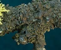 Attēlu rezultāti vaicājumam “Melanohalea olivacea”