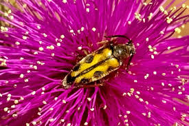 Attēlu rezultāti vaicājumam “Cribraria costata stalked”