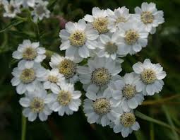 Image result for Achillea Ptarmica