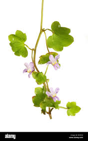 Attēlu rezultāti vaicājumam “Cymbalaria muralis flower”