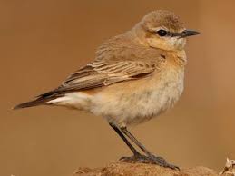 Attēlu rezultāti vaicājumam “Oenanthe oenanthe juvenile”