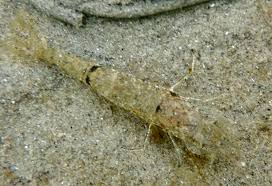 Attēlu rezultāti vaicājumam “Crangon crangon”