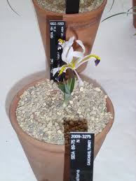 Attēlu rezultāti vaicājumam “Iris rosenbachiana flower”