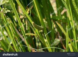 Attēlu rezultāti vaicājumam “Acorus calamus fruit”