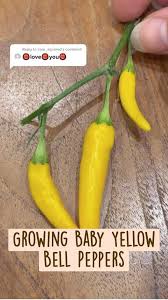 Afbeeldingsresultaat voor baby yellow sweet pepper