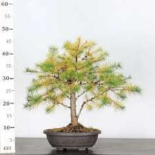 Attēlu rezultāti vaicājumam “Larix decidua”