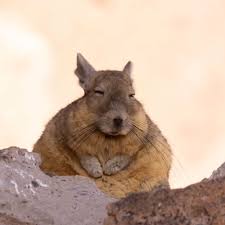 Image result for viscacha