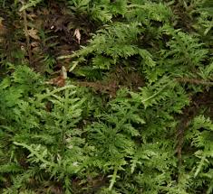 Attēlu rezultāti vaicājumam “Thuidium recognitum”