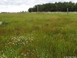 Attēlu rezultāti vaicājumam “Juncus compressus fruit”