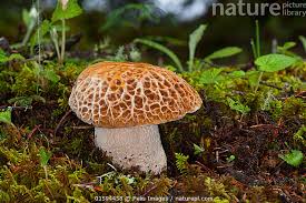 Attēlu rezultāti vaicājumam “Morchella sp.”