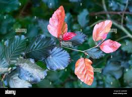 Attēlu rezultāti vaicājumam “Fagus sylvatica fo. purpurea leaf”