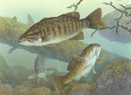 Image result for Micropterus dolomieu