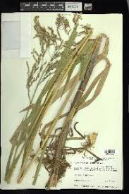 Attēlu rezultāti vaicājumam “Glyceria maxima leaf”