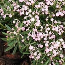 Attēlu rezultāti vaicājumam “Andromeda polifolia flower”