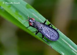 Attēlu rezultāti vaicājumam “Coremacera marginata”