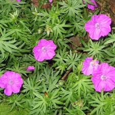 Attēlu rezultāti vaicājumam “Geranium sanguineum”