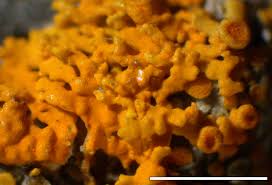 Attēlu rezultāti vaicājumam “Xanthoria polycarpa”