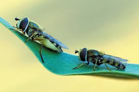 Attēlu rezultāti vaicājumam “Eupeodes corollae”