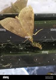 Attēlu rezultāti vaicājumam “Udea prunalis”