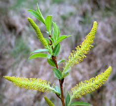 Attēlu rezultāti vaicājumam “Salix pentandra flower”