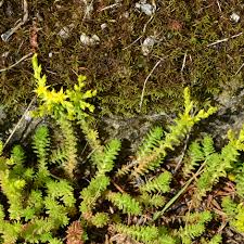 Attēlu rezultāti vaicājumam “Sedum sexangulare leaf”