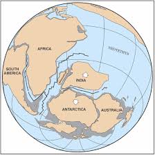 Image result for Chelon tricuspidens